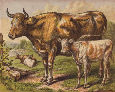 Vaca y ternero de English School
